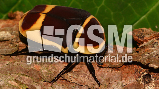 Kongo-Rosenkäfer (3).jpg